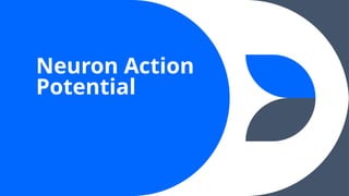 Neuron Action
Potential
 