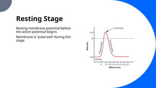 Resting Stage
Resting membrane potential before
the action potential begins
Membrane is “polarized” during this
stage
 