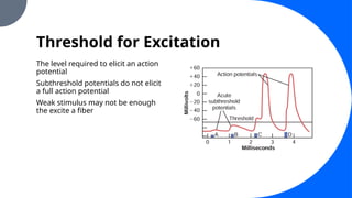 Threshold for Excitation
The level required to elicit an action
potential
Subthreshold potentials do not elicit
a full action potential
Weak stimulus may not be enough
the excite a fiber
 