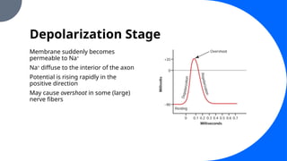 Depolarization Stage
Membrane suddenly becomes
permeable to Na+
Na+
diffuse to the interior of the axon
Potential is rising rapidly in the
positive direction
May cause overshoot in some (large)
nerve fibers
 