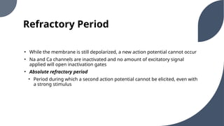 Refractory Period
• While the membrane is still depolarized, a new action potential cannot occur
• Na and Ca channels are inactivated and no amount of excitatory signal
applied will open inactivation gates
• Absolute refractory period
• Period during which a second action potential cannot be elicited, even with
a strong stimulus
 
