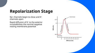 Repolarization Stage
Na+
channels begin to close and K+
channels open
Rapid diffusion of K+
to the exterior
re-establishes the normal negative
resting membrane potential
 