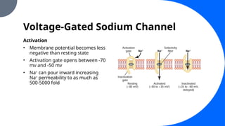 Voltage-Gated Sodium Channel
Activation
• Membrane potential becomes less
negative than resting state
• Activation gate opens between -70
mv and -50 mv
• Na+
can pour inward increasing
Na+
permeability to as much as
500-5000 fold
 