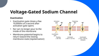 Voltage-Gated Sodium Channel
Inactivation
• Inactivation gate closes a few
10,000ths of a second after
activation gate opens
• Na+
can no longer pour to the
inside of the membrane
• Membrane potential begins to
return toward the resting
membrane state (repolarization)
 