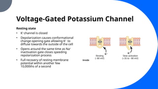 Voltage-Gated Potassium Channel
Resting state
• K+
channel is closed
• Depolarization causes conformational
change opening gate allowing K+
to
diffuse towards the outside of the cell
• Opens around the same time as Na+
inactivation gate closes speeding
repolarization process
• Full recovery of resting membrane
potential within another few
10,000ths of a second
 
