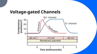 Voltage-gated Channels
 