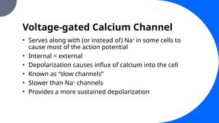 Voltage-gated Calcium Channel
• Serves along with (or instead of) Na+
in some cells to
cause most of the action potential
• Internal < external
• Depolarization causes influx of calcium into the cell
• Known as “slow channels”
• Slower than Na+
channels
• Provides a more sustained depolarization
 