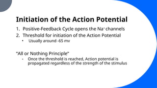 Initiation of the Action Potential
1. Positive-Feedback Cycle opens the Na+
channels
2. Threshold for initiation of the Action Potential
• Usually around -65 mv
“All or Nothing Principle”
- Once the threshold is reached, Action potential is
propagated regardless of the strength of the stimulus
 