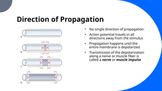 Direction of Propagation
• No single direction of propagation
• Action potential travels in all
directions away from the stimulus
• Propagation happens until the
entire membrane is depolarized
• Transmission of the depolarization
along a nerve or muscle fiber is
called a nerve or muscle impulse
 