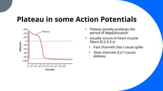 Plateau in some Action Potentials
• Plateau greatly prolongs the
period of depolarization
• Usually occurs in heart muscle
fibers (0.2-0.3 s)
• Fast channels (Na+
) cause spike
• Slow channels (Ca2+
) cause
plateau
 