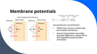 Membrane potentials
Caused by Ion concentration
• Differences across a selectively
permeable membrane
• Normal mammalian nerve fiber,
potential difference is about 94 mv
with negativity inside the fiber
membrane
 