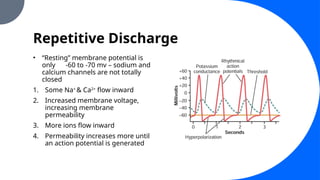Repetitive Discharge
• “Resting” membrane potential is
only -60 to -70 mv – sodium and
calcium channels are not totally
closed
1. Some Na+
& Ca2+
flow inward
2. Increased membrane voltage,
increasing membrane
permeability
3. More ions flow inward
4. Permeability increases more until
an action potential is generated
 