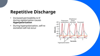 Repetitive Discharge
• Increased permeability to K+
during repolarization causes
Hyperpolarization
• During hyperpolarization, self-re-
excitation will not occur
 