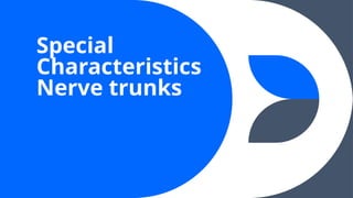 Special
Characteristics
Nerve trunks
 
