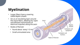Myelination
• Larger fibers have a covering
called Myelin sheath
• Act as an insulating layer around
the nerve fibers, allowing for rapid
and efficient transmission of
electrical impulses along the axon
• Nodes of Ranvier
• found about every 1-3 mm
• Small uninsulated area
 