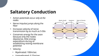 Saltatory Conduction
• Action potentials occur only at the
nodes
• Nerve impulse jumps along the
fiber
• Increases velocity of nerve
transmission by as much as 5-50x
• Conserves energy for the axon
because only the nodes
depolarize, little energy
expenditure during re-
establishing resting membrane
potential
• Velocity:
• Myelinated: 100m/sec
 