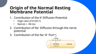 Origin of the Normal Resting
Membrane Potential
1. Contribution of the K+
Diffusion Potential
• High ratio of K+
(35:1)
• Nernst = -94 mv
2. Contribution of Na+
Diffusion through the nerve
potential
3. Contribution of the Na+
-K+
Pump
 