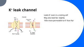 K+
leak channel
Leaks K+
even in a resting cell
May also leak Na+
slightly
100x more permeable to K+
than Na+
 