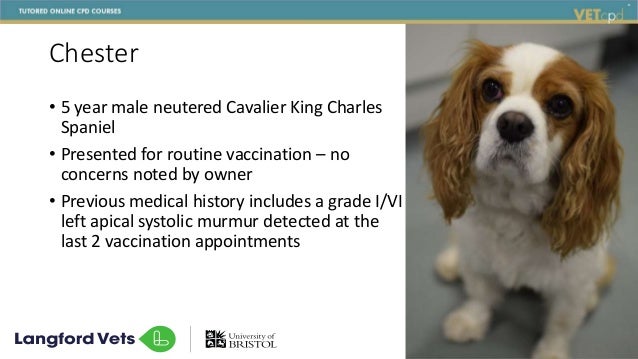 neutering cavalier king charles spaniel
