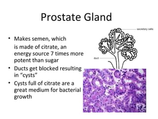 Prostate Gland
• Makes semen, which
  is made of citrate, an
  energy source 7 times more
  potent than sugar
• Ducts get blocked resulting
  in “cysts”
• Cysts full of citrate are a
  great medium for bacterial
  growth
 