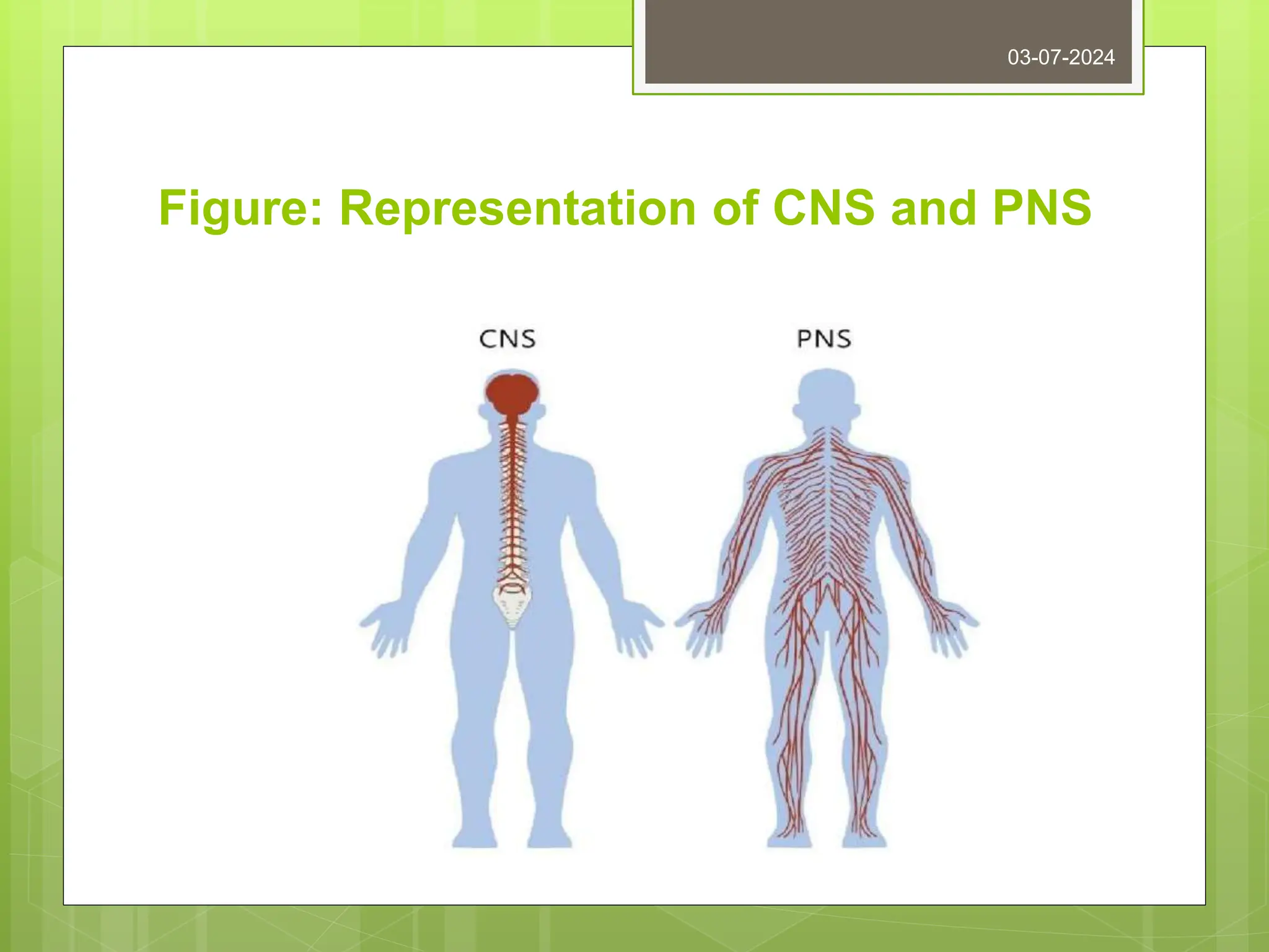 Figure: Representation of CNS and PNS
03-07-2024
 