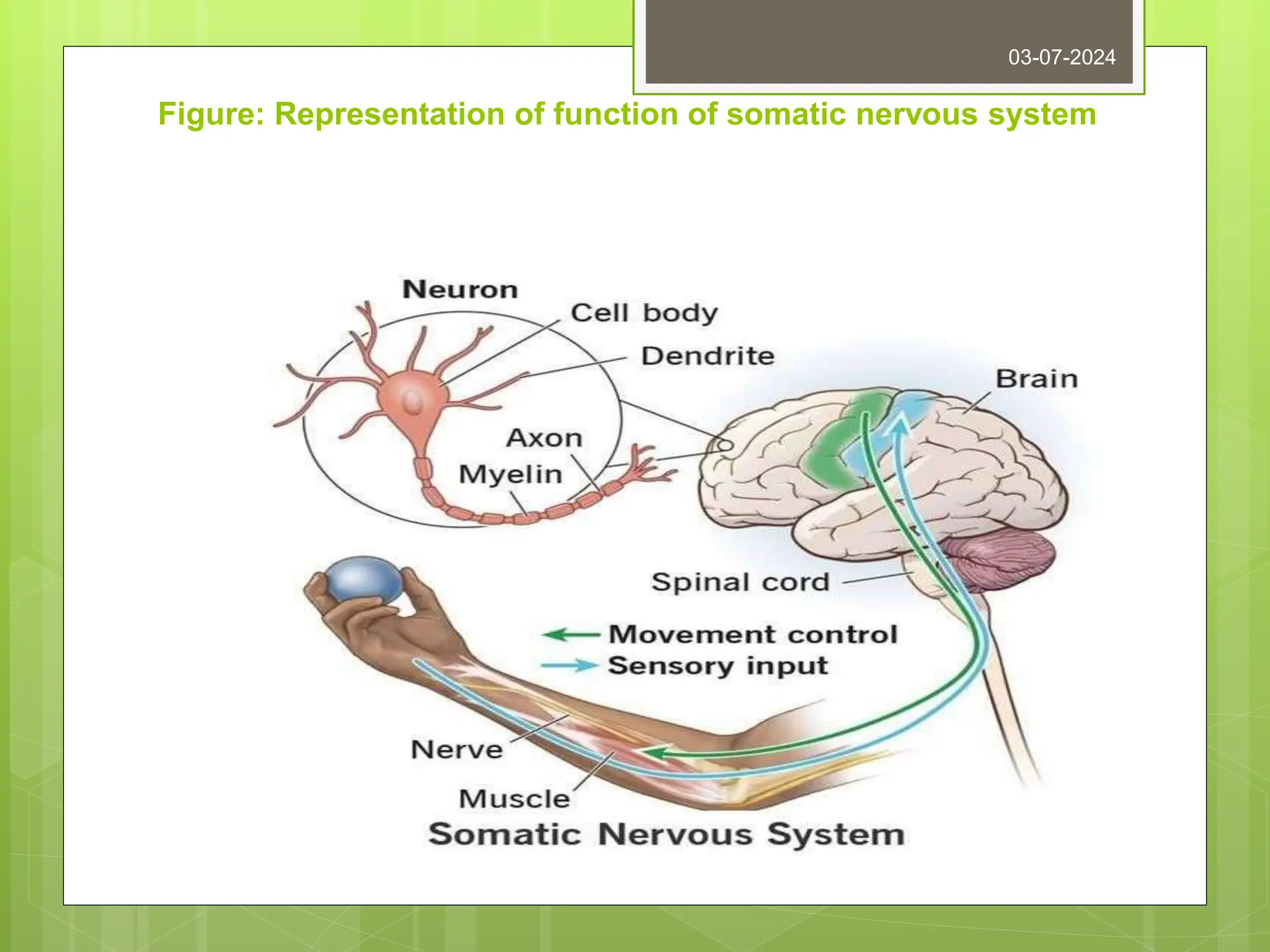 Figure: Representation of function of somatic nervous system
03-07-2024
 