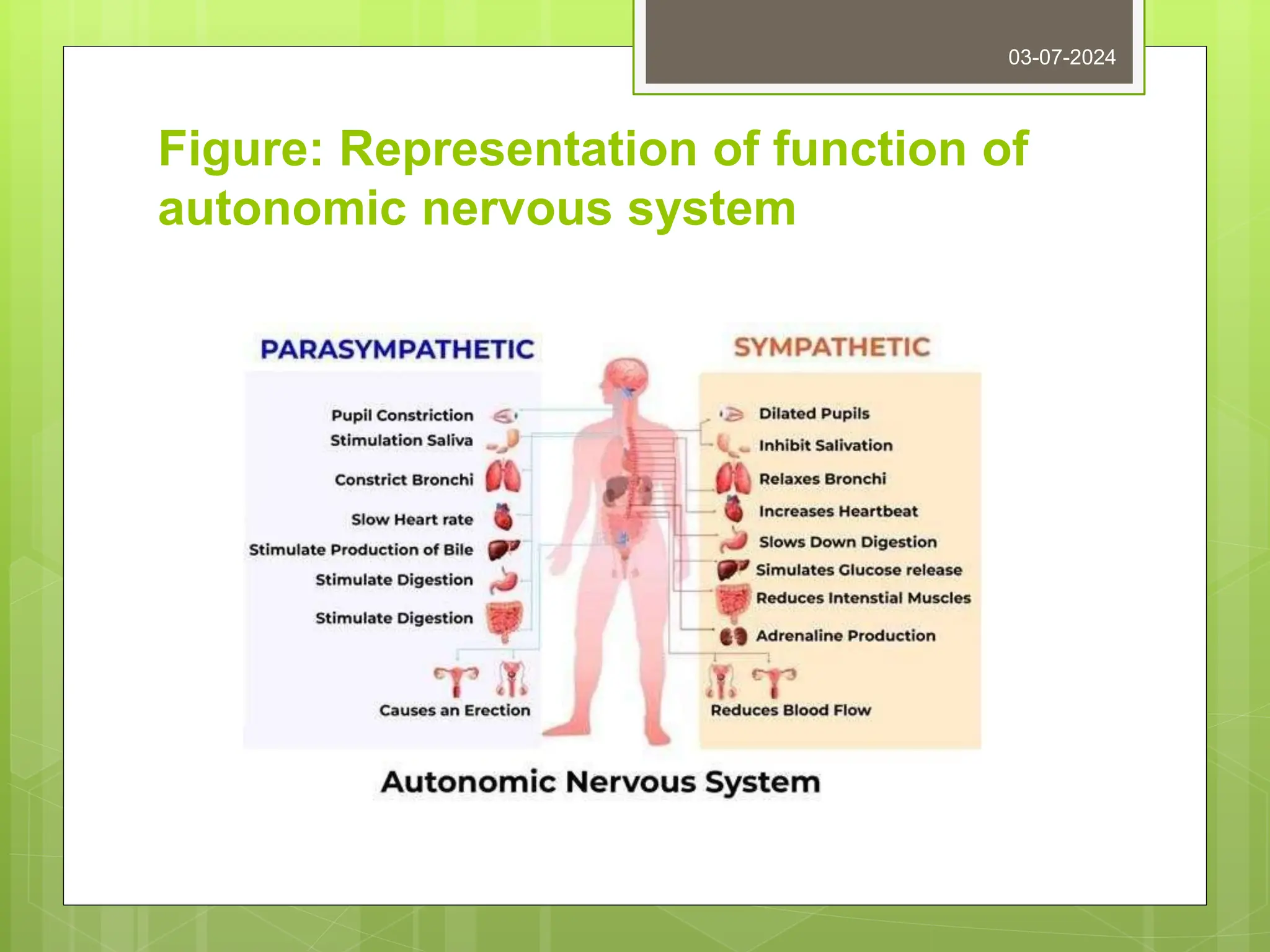 Figure: Representation of function of
autonomic nervous system
03-07-2024
 
