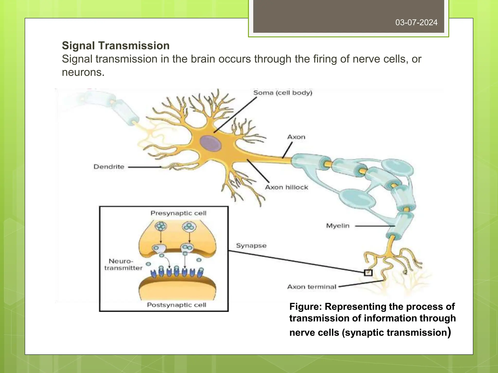 Signal Transmission
Signal transmission in the brain occurs through the firing of nerve cells, or
neurons.
03-07-2024
Figure: Representing the process of
transmission of information through
nerve cells (synaptic transmission)
 