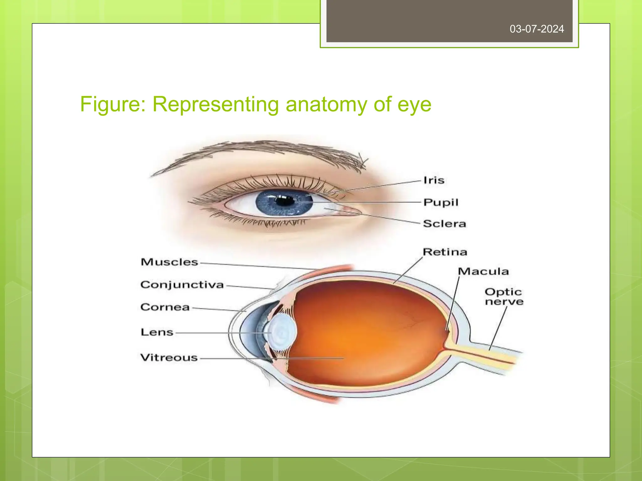 Figure: Representing anatomy of eye
03-07-2024
 
