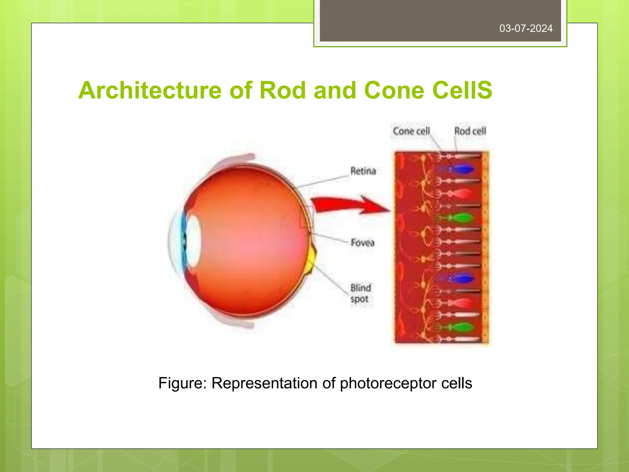Architecture of Rod and Cone CellS
03-07-2024
Figure: Representation of photoreceptor cells
 