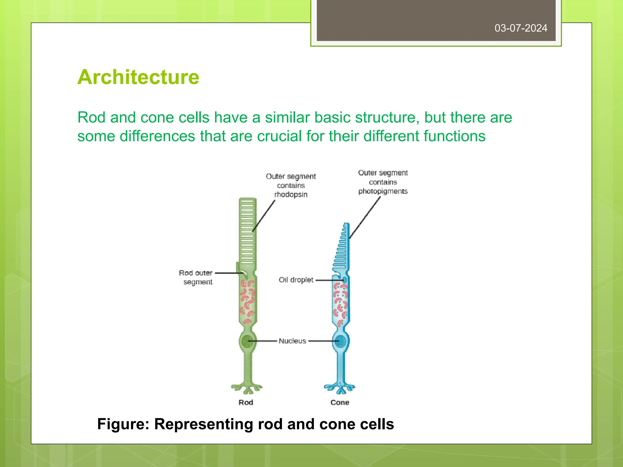 Architecture
Rod and cone cells have a similar basic structure, but there are
some differences that are crucial for their different functions
03-07-2024
Figure: Representing rod and cone cells
 