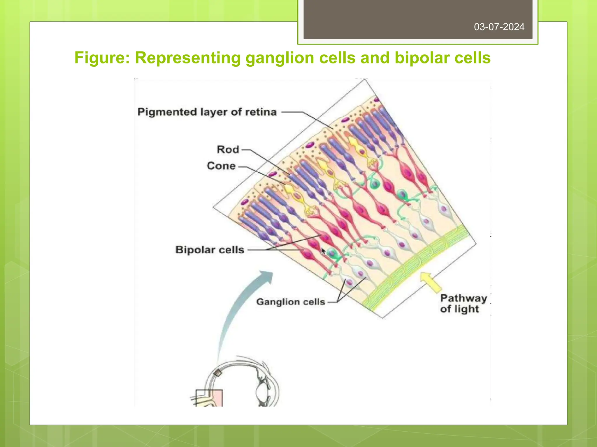 Figure: Representing ganglion cells and bipolar cells
03-07-2024
 