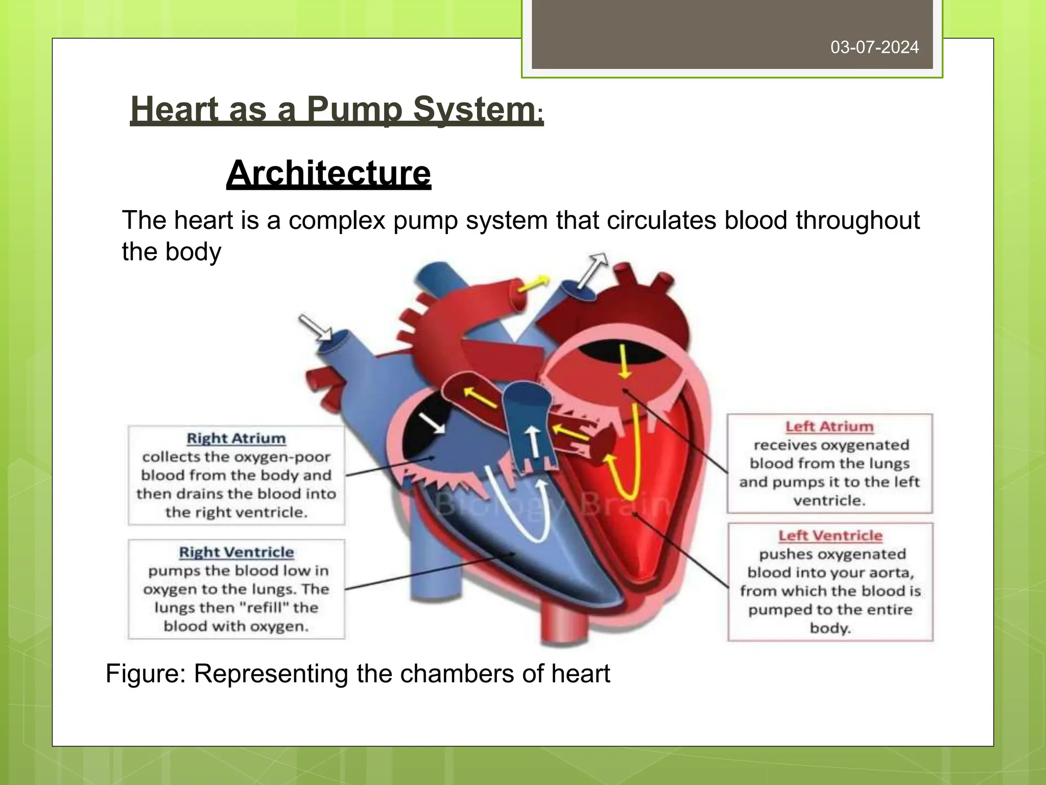 Heart as a Pump System:
03-07-2024
Architecture
The heart is a complex pump system that circulates blood throughout
the body
Figure: Representing the chambers of heart
 