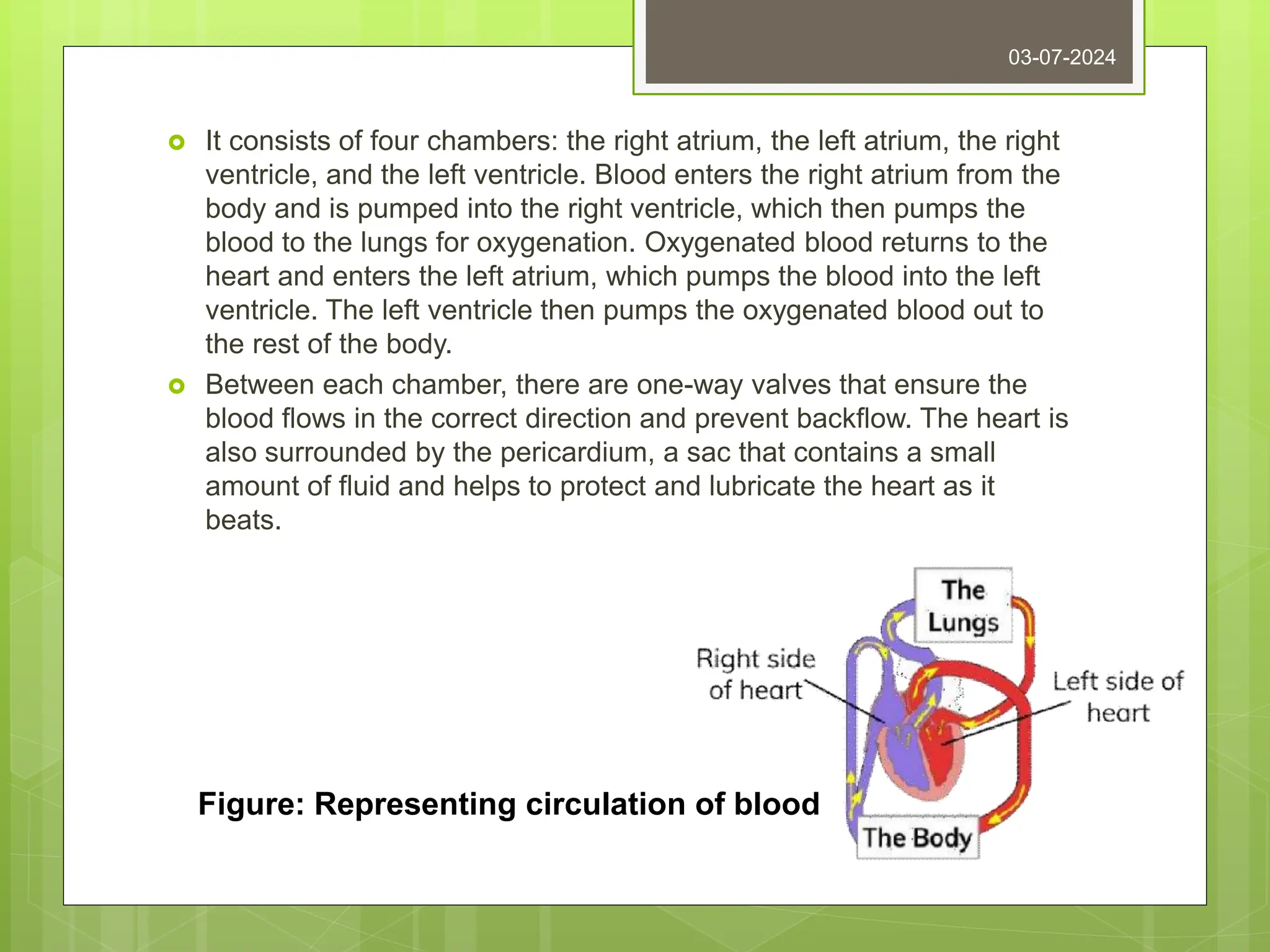  It consists of four chambers: the right atrium, the left atrium, the right
ventricle, and the left ventricle. Blood enters the right atrium from the
body and is pumped into the right ventricle, which then pumps the
blood to the lungs for oxygenation. Oxygenated blood returns to the
heart and enters the left atrium, which pumps the blood into the left
ventricle. The left ventricle then pumps the oxygenated blood out to
the rest of the body.
 Between each chamber, there are one-way valves that ensure the
blood flows in the correct direction and prevent backflow. The heart is
also surrounded by the pericardium, a sac that contains a small
amount of fluid and helps to protect and lubricate the heart as it
beats.
03-07-2024
Figure: Representing circulation of blood
 