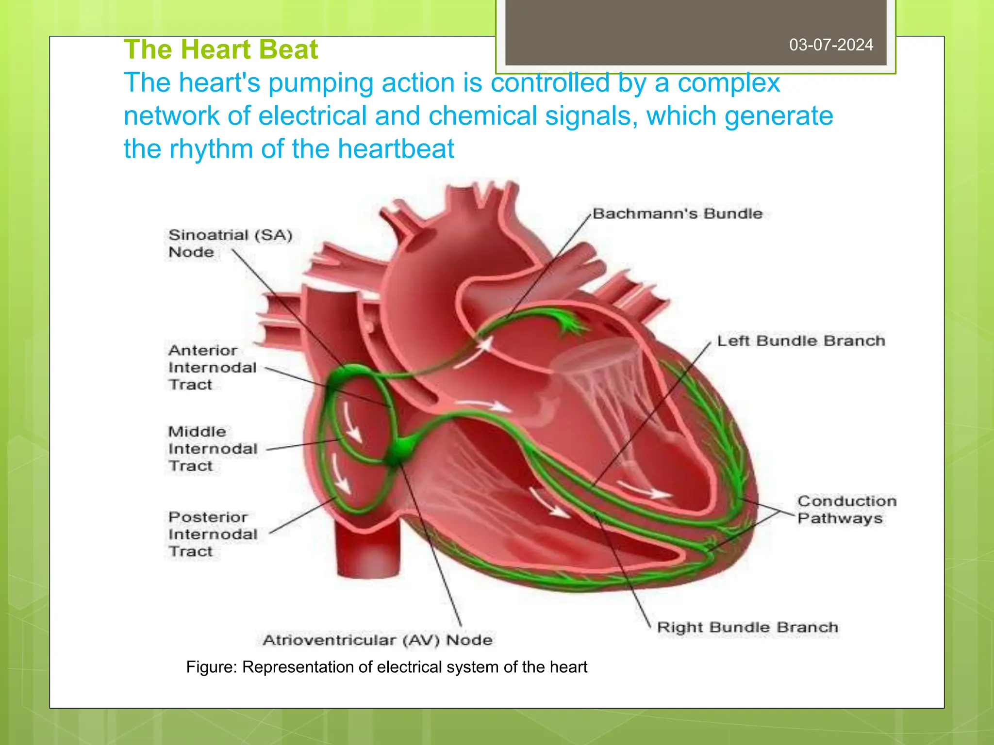 The Heart Beat
The heart's pumping action is controlled by a complex
network of electrical and chemical signals, which generate
the rhythm of the heartbeat
03-07-2024
Figure: Representation of electrical system of the heart
 