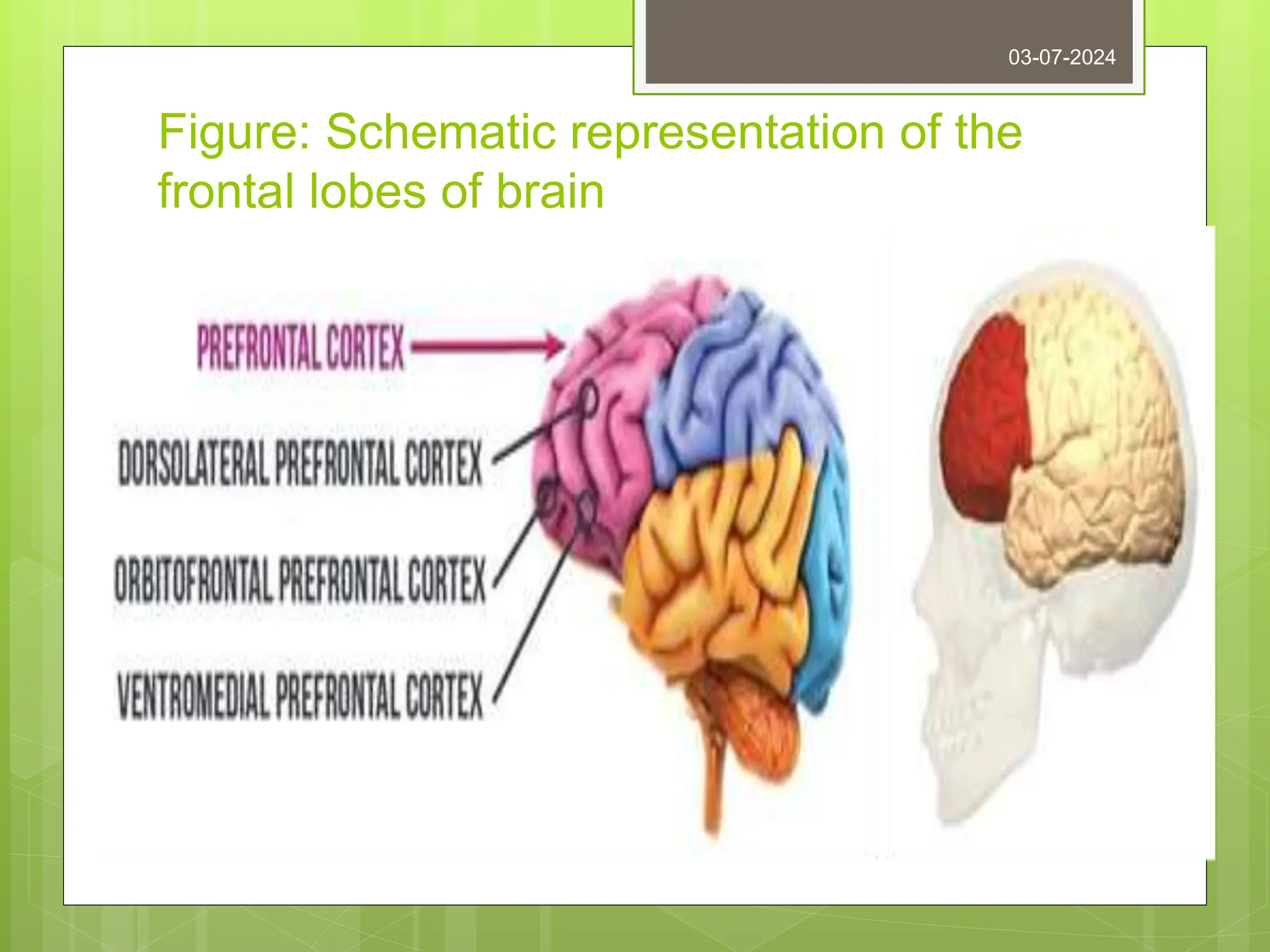 Figure: Schematic representation of the
frontal lobes of brain
03-07-2024
 