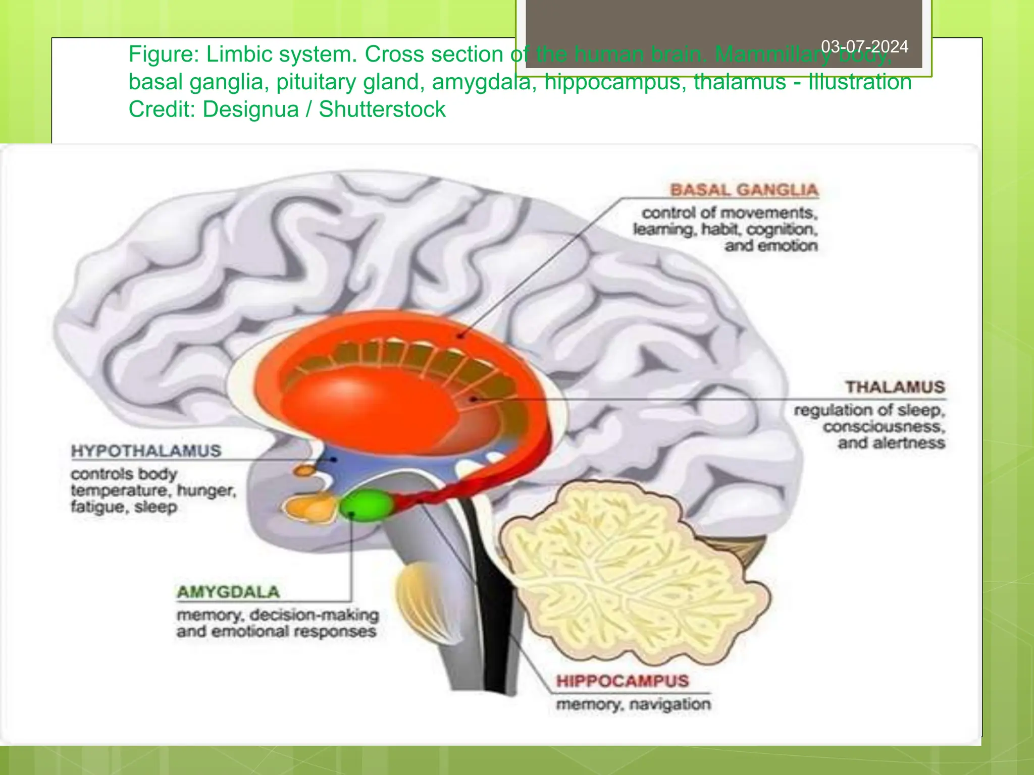 Figure: Limbic system. Cross section of the human brain. Mammillary body,
basal ganglia, pituitary gland, amygdala, hippocampus, thalamus - Illustration
Credit: Designua / Shutterstock
03-07-2024
 