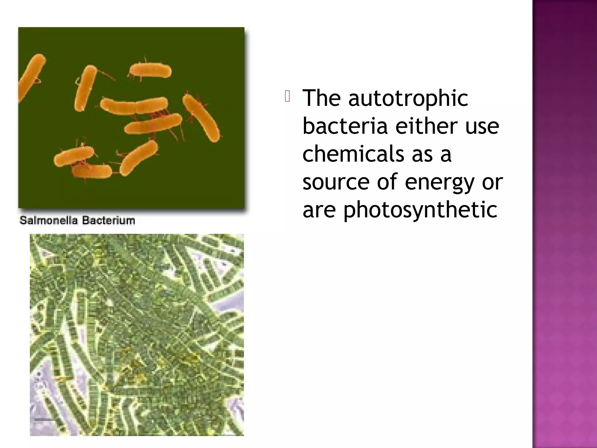 Module 2 kingdom monera | PPT