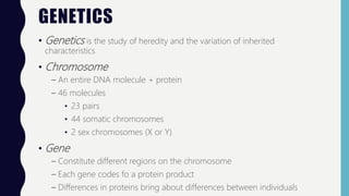 GENETICS
• Genetics is the study of heredity and the variation of inherited
characteristics
• Chromosome
– An entire DNA molecule + protein
– 46 molecules
• 23 pairs
• 44 somatic chromosomes
• 2 sex chromosomes (X or Y)
• Gene
– Constitute different regions on the chromosome
– Each gene codes fo a protein product
– Differences in proteins bring about differences between individuals
 