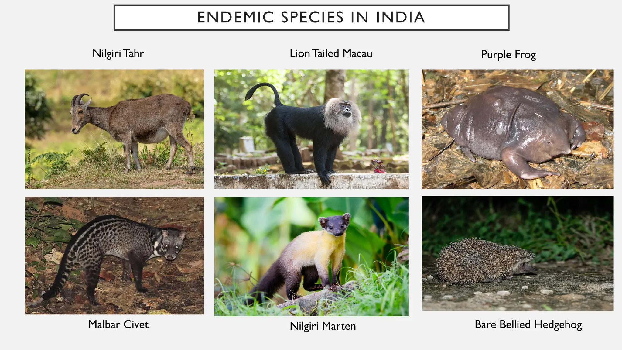 ENDEMIC SPECIES IN INDIA
Nilgiri Tahr LionTailed Macau Purple Frog
Malbar Civet Nilgiri Marten Bare Bellied Hedgehog
 