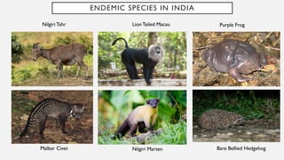 ENDEMIC SPECIES IN INDIA
Nilgiri Tahr LionTailed Macau Purple Frog
Malbar Civet Nilgiri Marten Bare Bellied Hedgehog
 