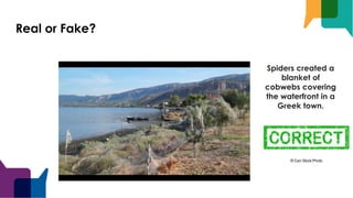 Real or Fake?
Spiders created a
blanket of
cobwebs covering
the waterfront in a
Greek town.
 