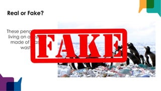 Real or Fake?
These penguins are
living on an island
made of plastic
waste.
 