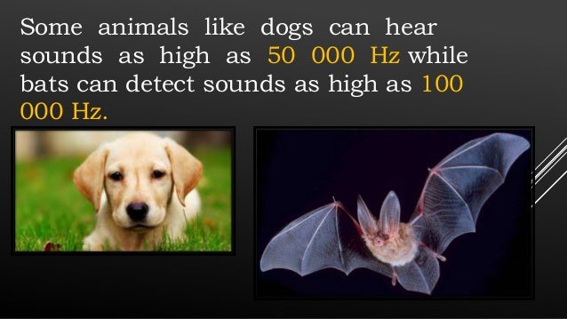 Sounds Only Dogs Can Hear App Sounds Only Dogs Can Hear App