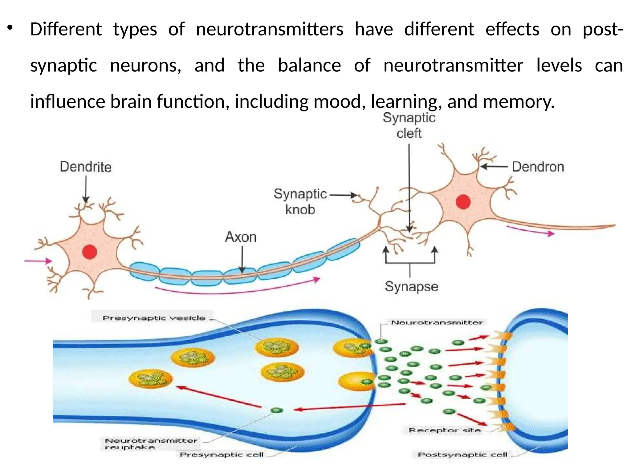 • Different types of neurotransmitters have different effects on post-
synaptic neurons, and the balance of neurotransmitter levels can
influence brain function, including mood, learning, and memory.
 