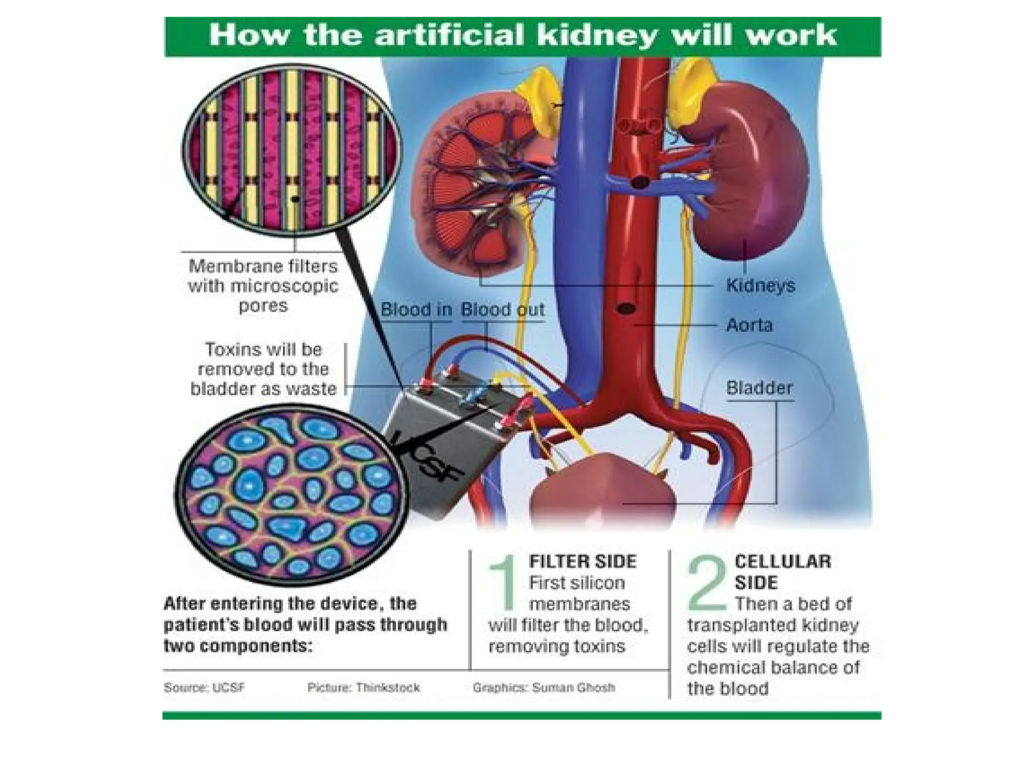 Biology for Engineers MODULE_3_2022_scheme