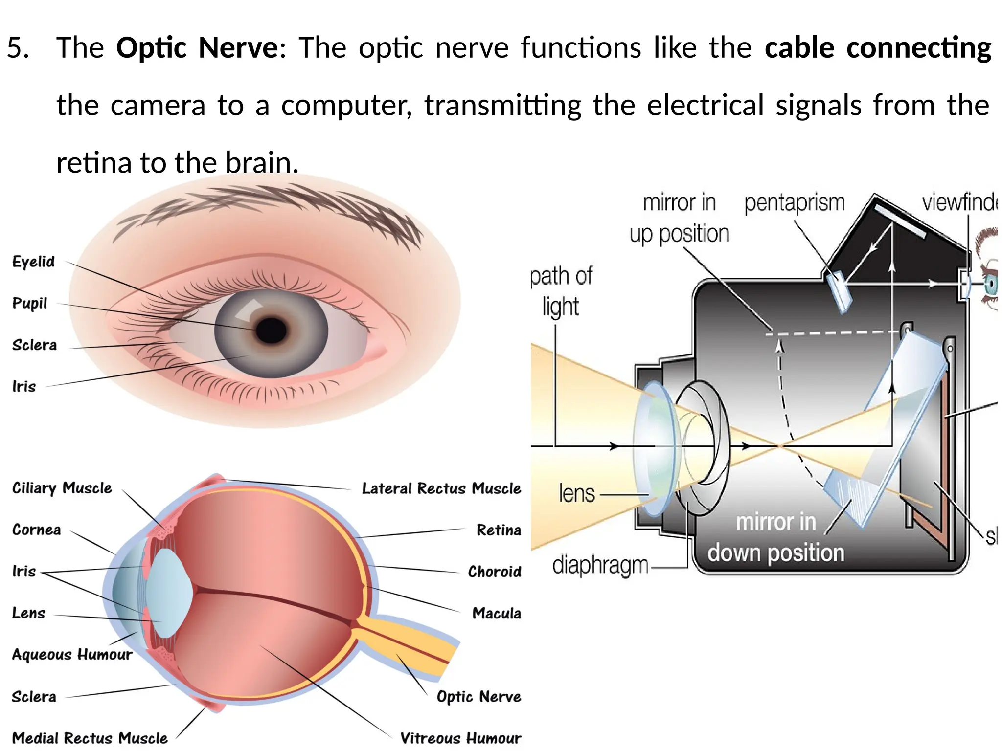 5. The Optic Nerve: The optic nerve functions like the cable connecting
the camera to a computer, transmitting the electrical signals from the
retina to the brain.
 