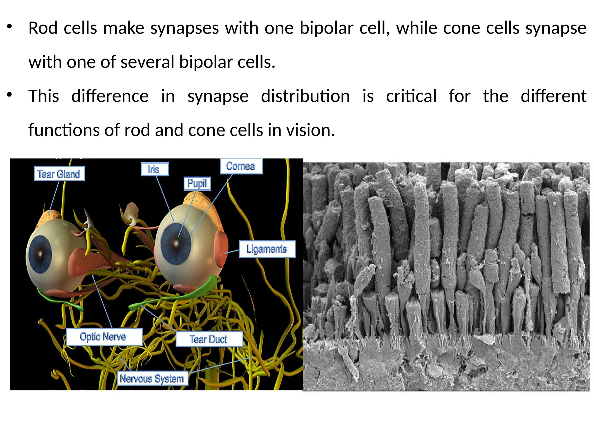 • Rod cells make synapses with one bipolar cell, while cone cells synapse
with one of several bipolar cells.
• This difference in synapse distribution is critical for the different
functions of rod and cone cells in vision.
 