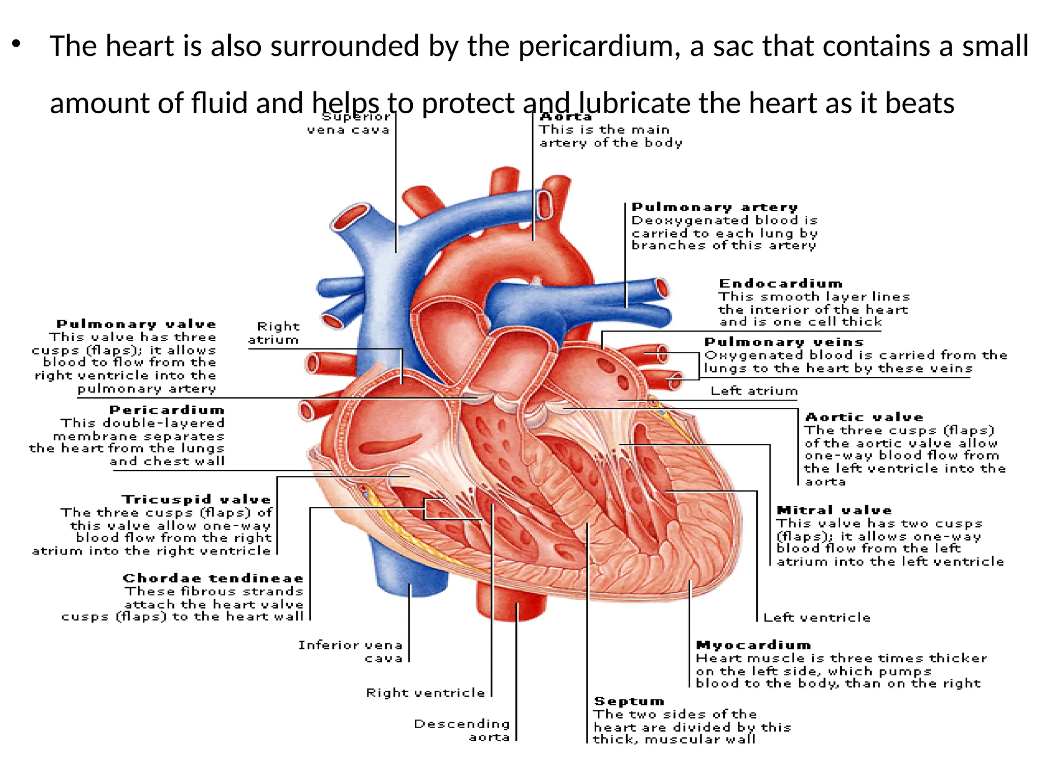 • The heart is also surrounded by the pericardium, a sac that contains a small
amount of fluid and helps to protect and lubricate the heart as it beats
 
