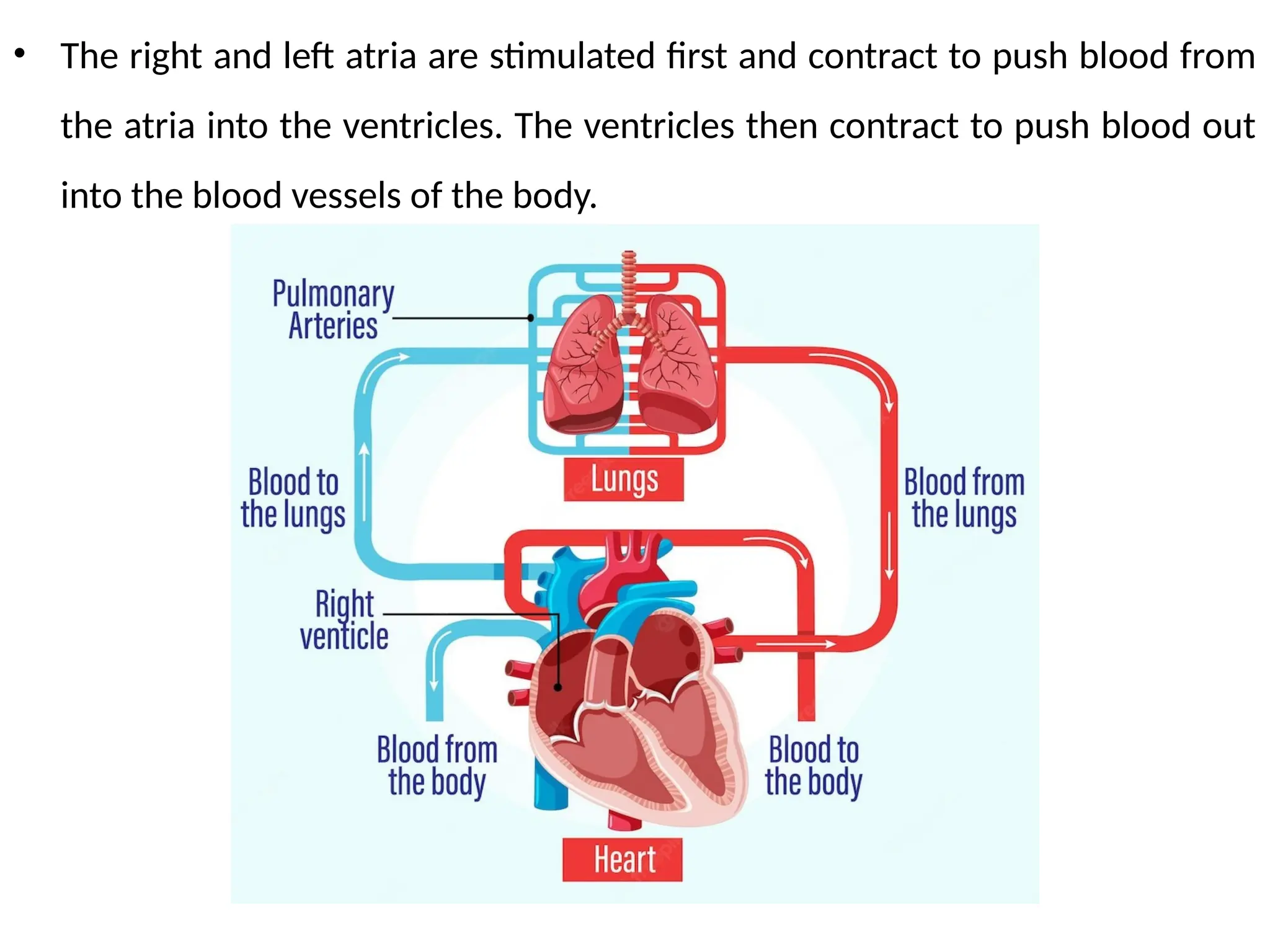 • The right and left atria are stimulated first and contract to push blood from
the atria into the ventricles. The ventricles then contract to push blood out
into the blood vessels of the body.
 